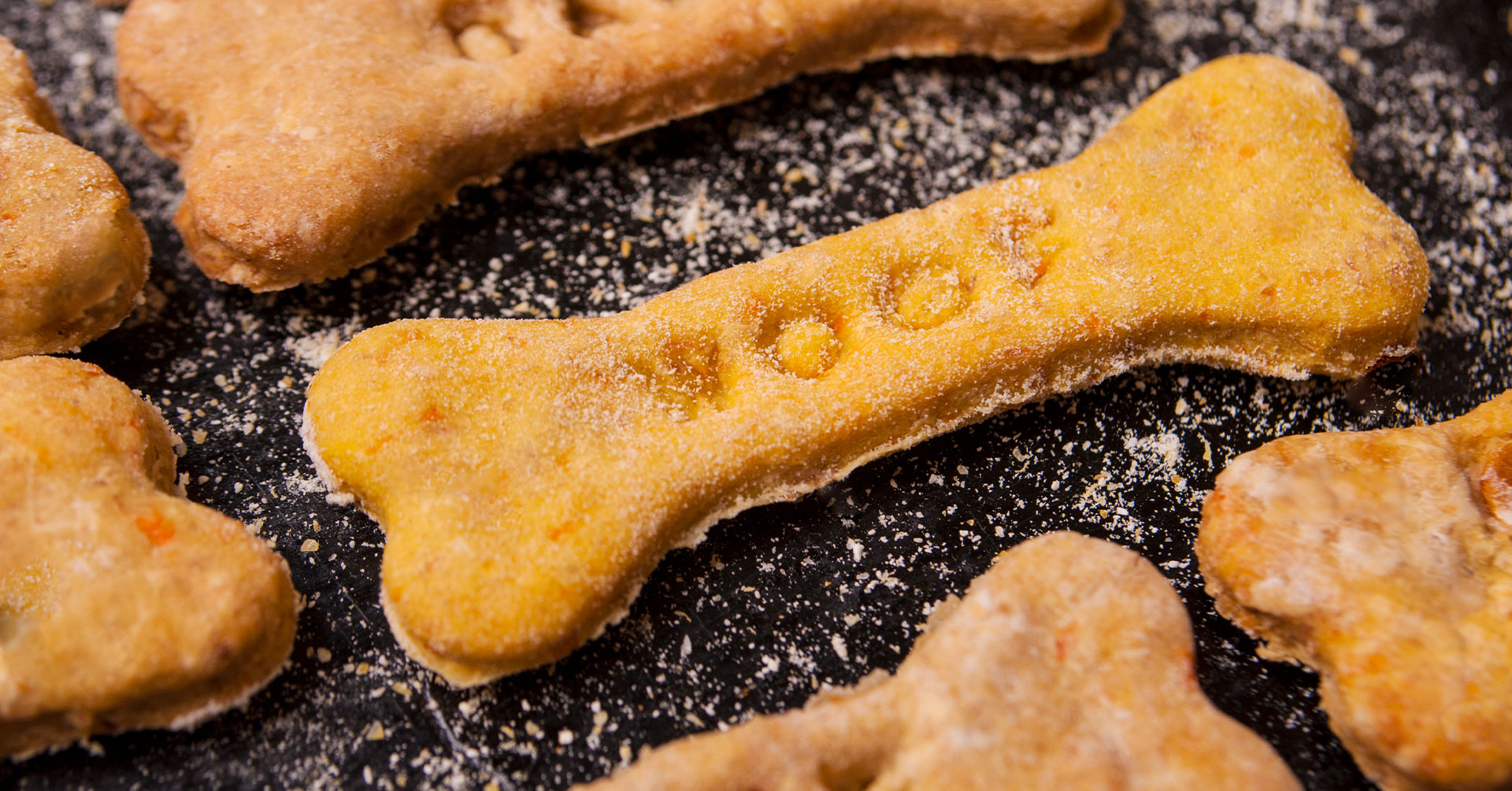 ¡Los perros pueden comer avena! Descubre por qué